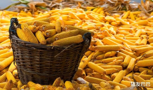 股票配资收费 一夜“骤降”, 玉米下跌“六亲不认”! 附: 11月6日玉米价格
